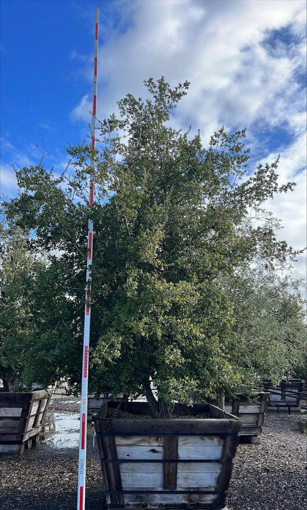 Coastal Live Oak (Quercus Agrifolia)
