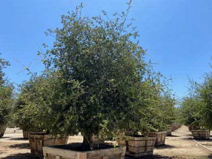 (Quercus virginiana)