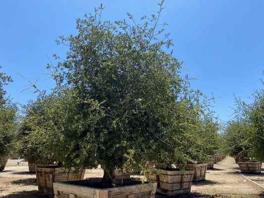 (Quercus virginiana)