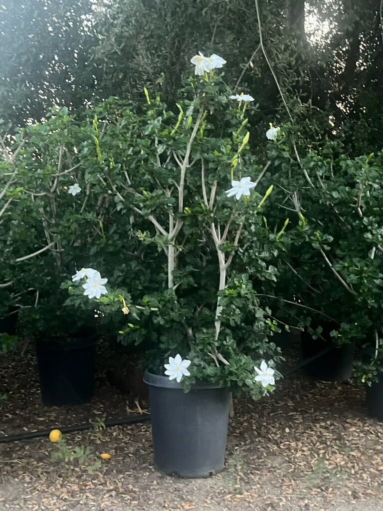 Gardenia thumbergia 15g