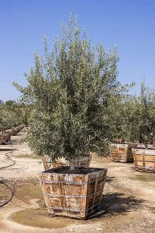 60" Swan Hill® Olive Fruitless Olive Tree