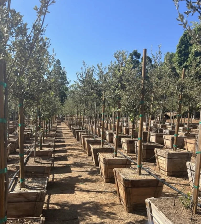 Coast Live Oak (Quercus agrifolia)