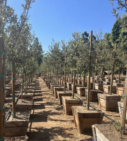 Coast Live Oak (Quercus agrifolia)