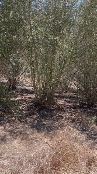 Field Grown - Architectural Specimen - Olea europaea ‘Wilsonii’, Multi 15 - 25 feet tall