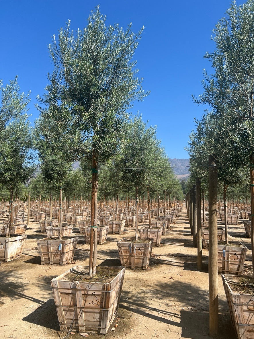 60" Swan Hill® Olive Fruitless Olive Tree