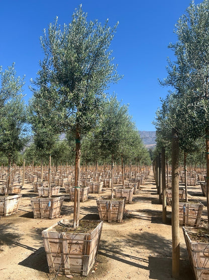 60" Swan Hill® Olive Fruitless Olive Tree
