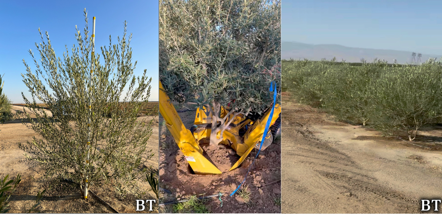 Field-Grown Olive Inventory – Harvest to Spec Olea europaea ‘Wilsonii’ (Fruitless Olive)