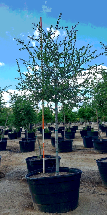 Coast Live Oak (Quercus Agrifolia) Standard- 36”/95g