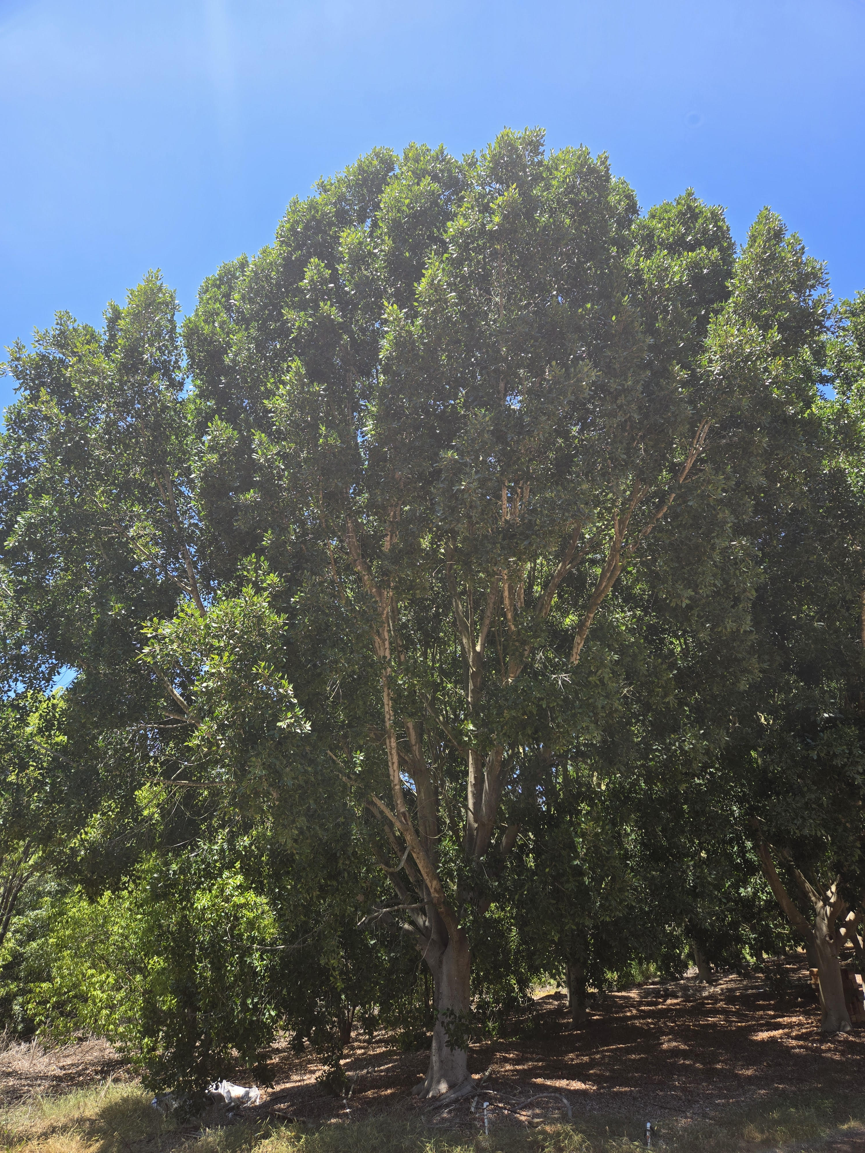 Ficus Nitida :: LARGE BOX TREES :: 96