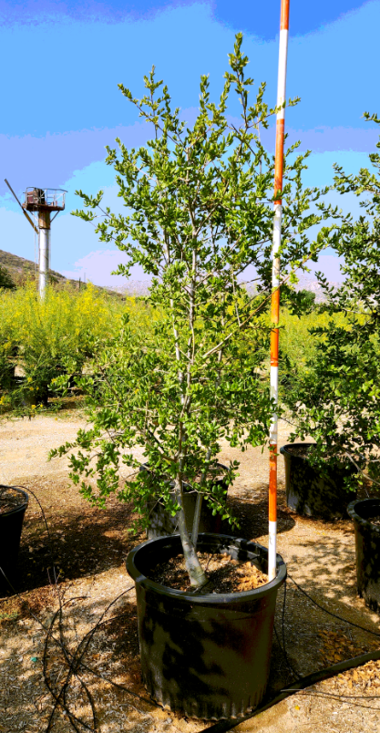 Coast Live Oak (Quercus Agrifolia) Multi/Full- 30 Gallon