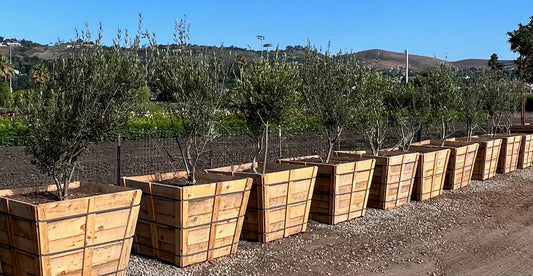 Olea europaea 'Wilsonii' Multi - 36" Box, 8' tall x 4' wide