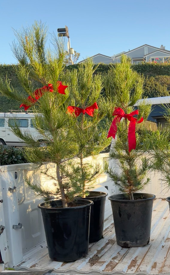 California Live Christmas Tree