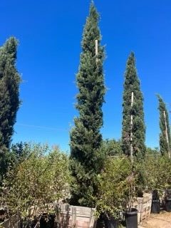 36" Box Italian Cypress, Cupressus sempervirens