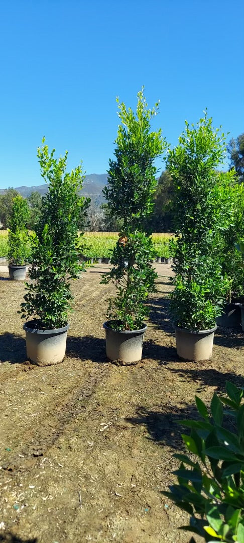 20g Ficus 'Nitida' COLUMN