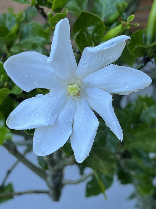 Gardenia thumbergia 24" Box